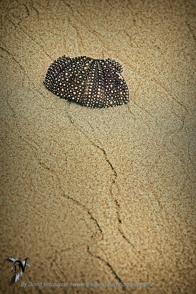 La Coquille de Mer d’Andenes