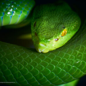 Bamboo rattlesnake - Confined photography