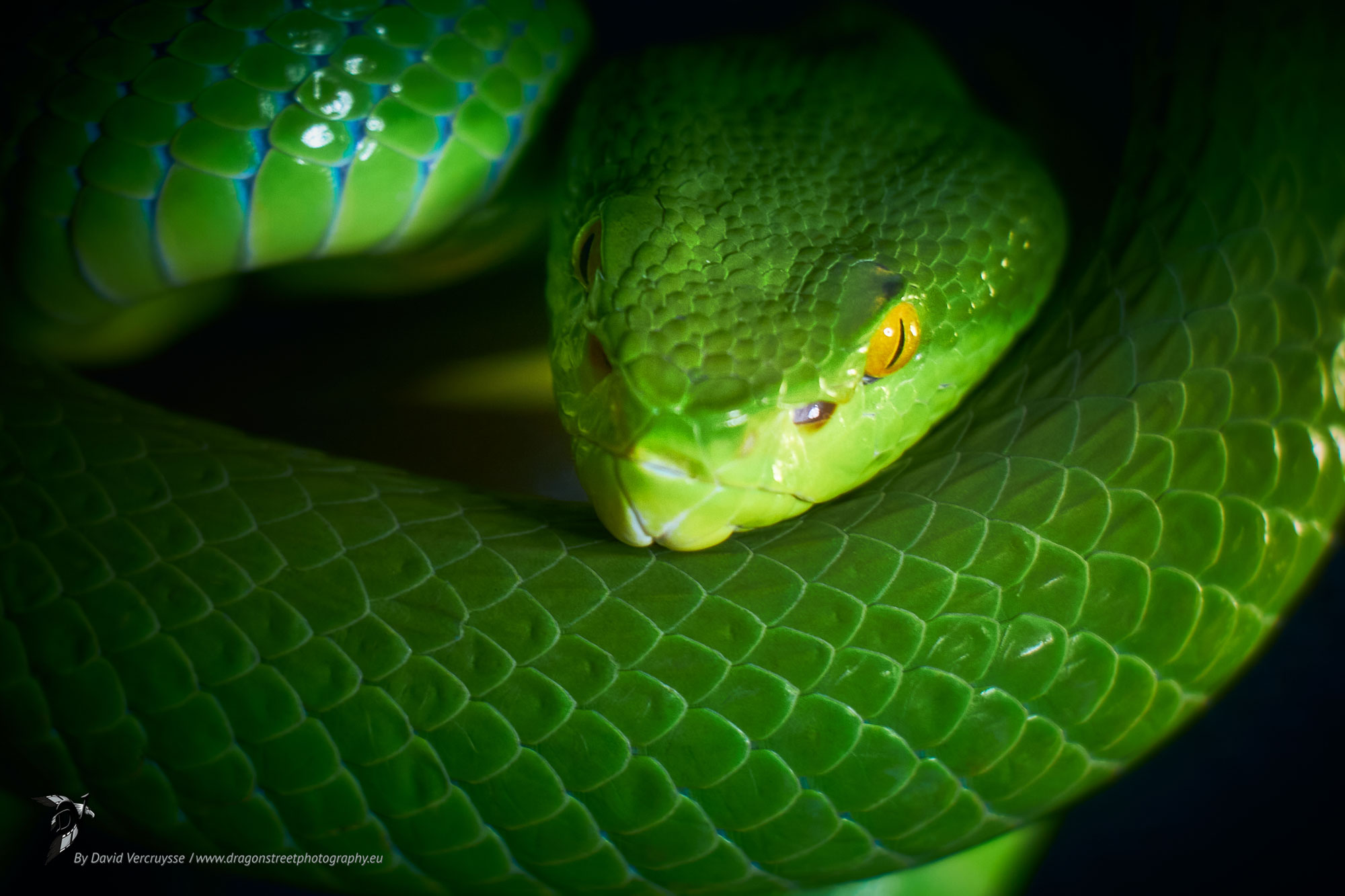 Bamboo rattlesnake - Confined photography