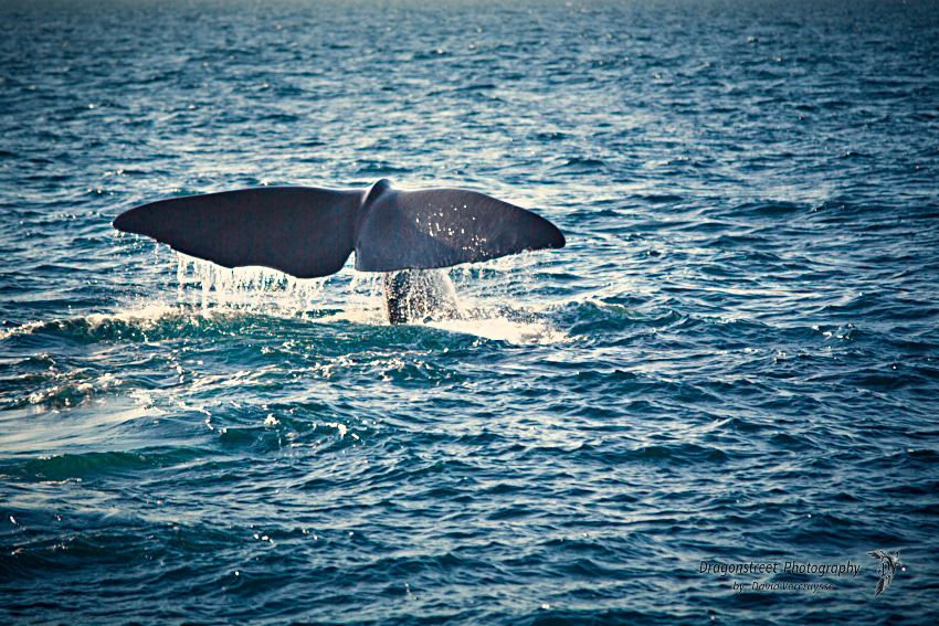 The whale's ballet