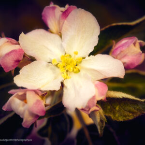 Fleur de Pommier