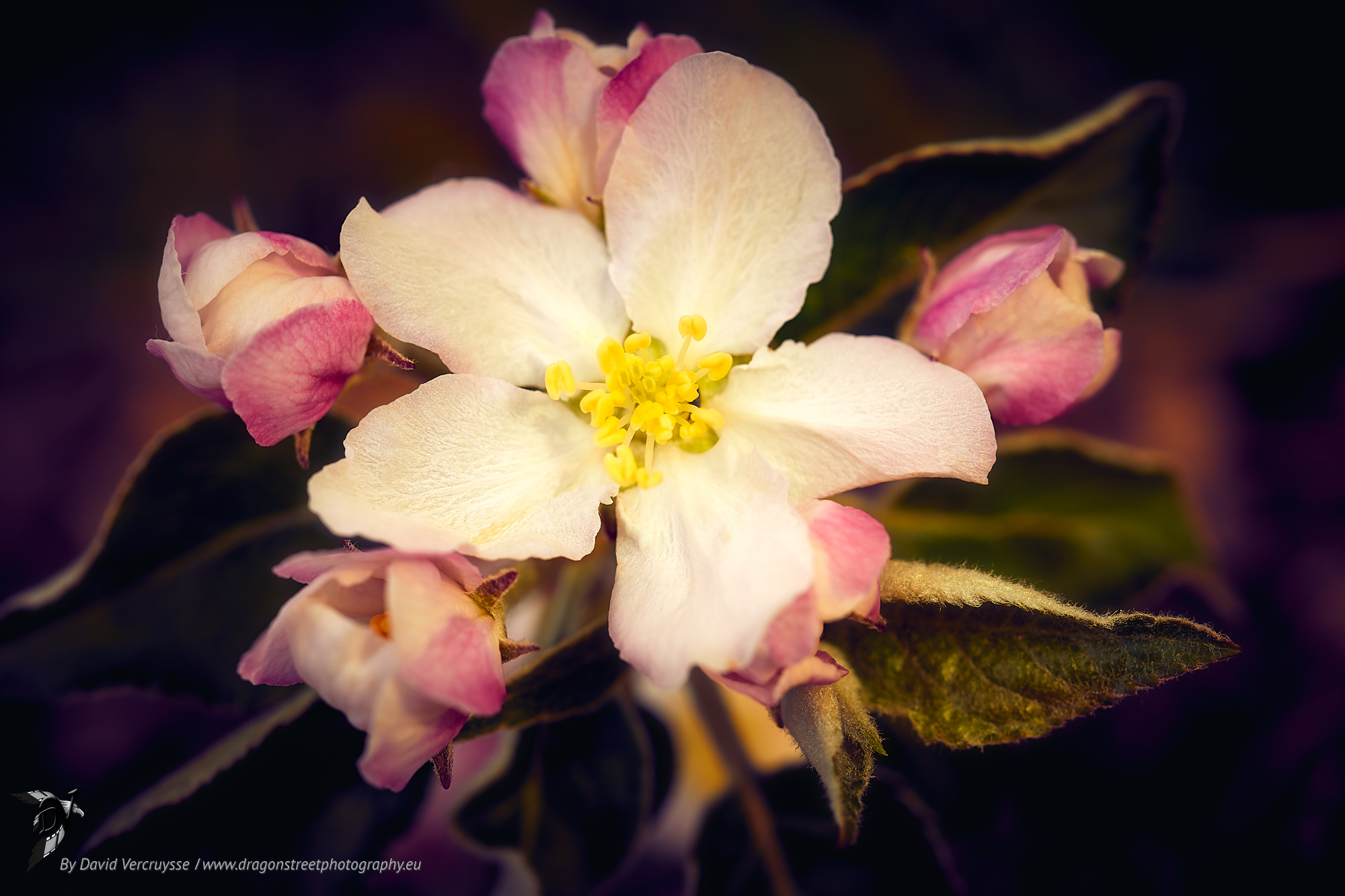 Fleur de Pommier