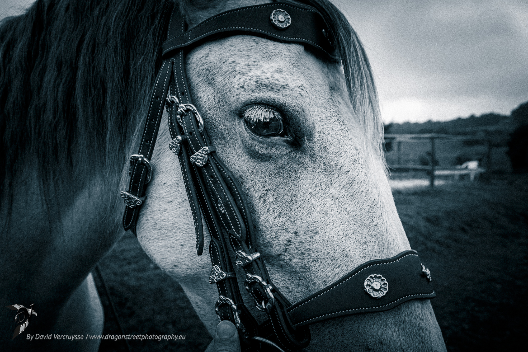 Chevaux, Les écuries de Thalie