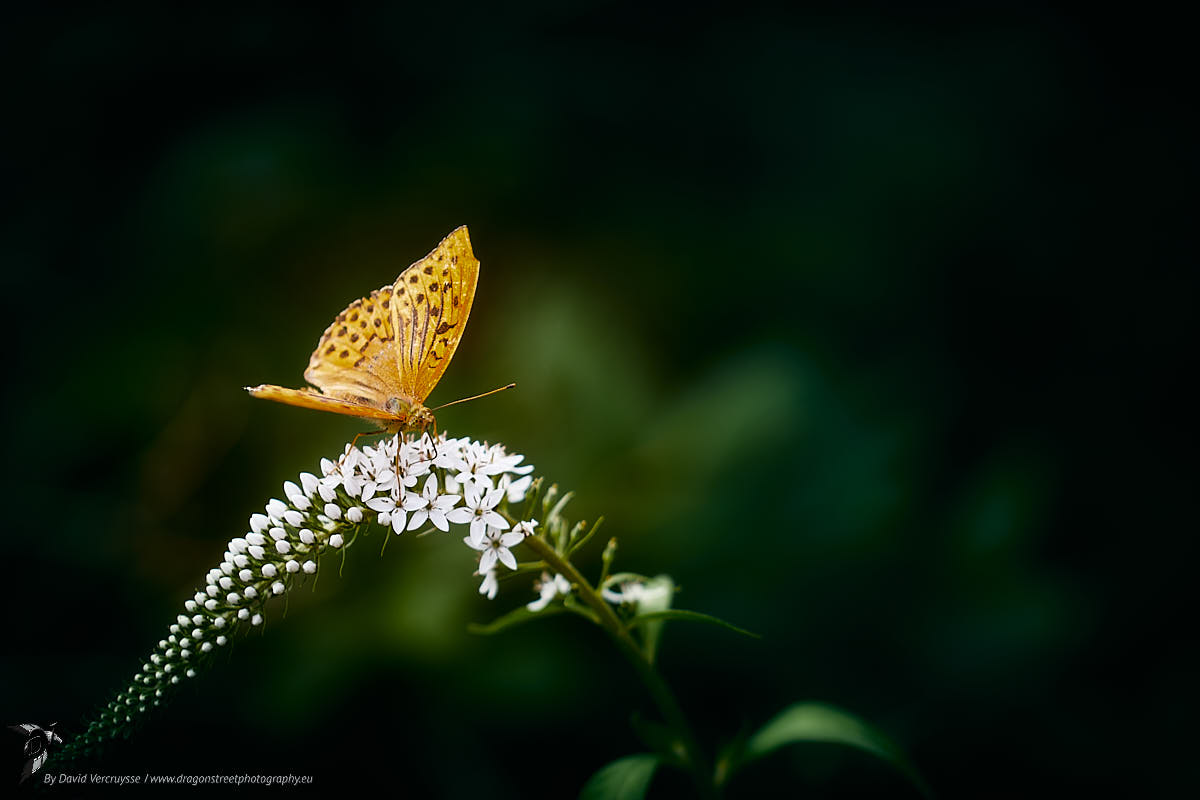 White loosestrife, Vosges, France