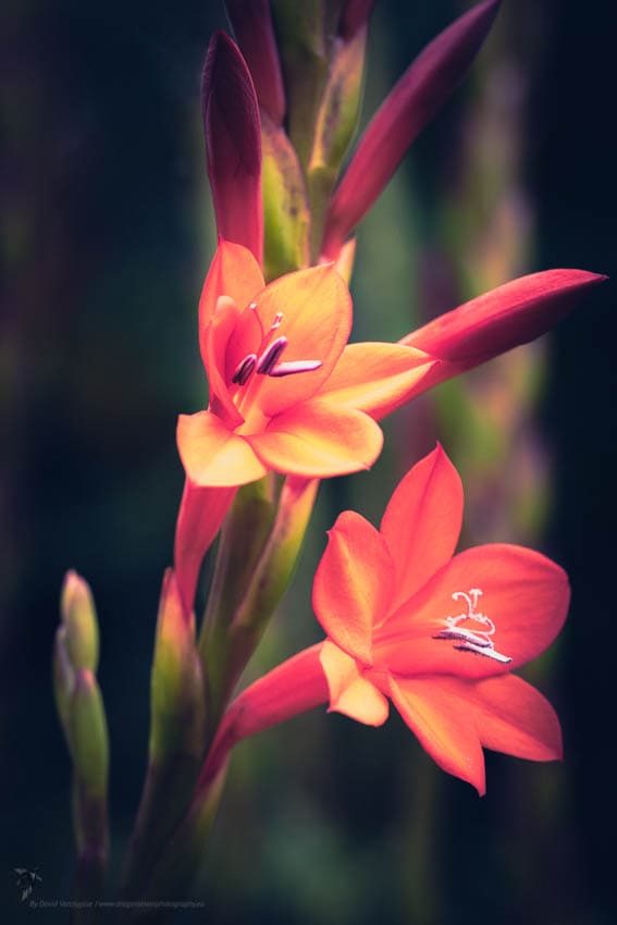 Amaryllis Belladona