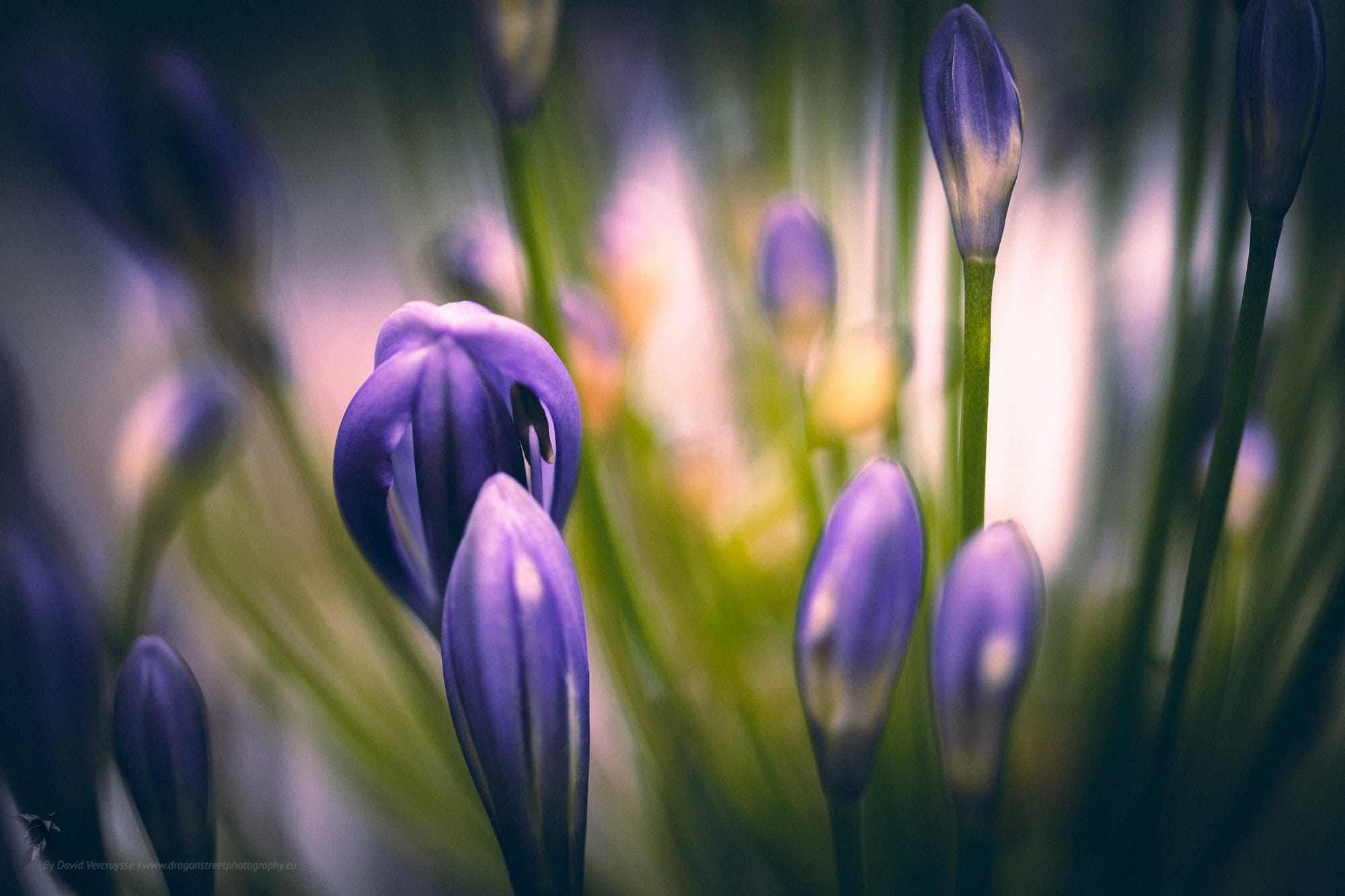 Agapanthus