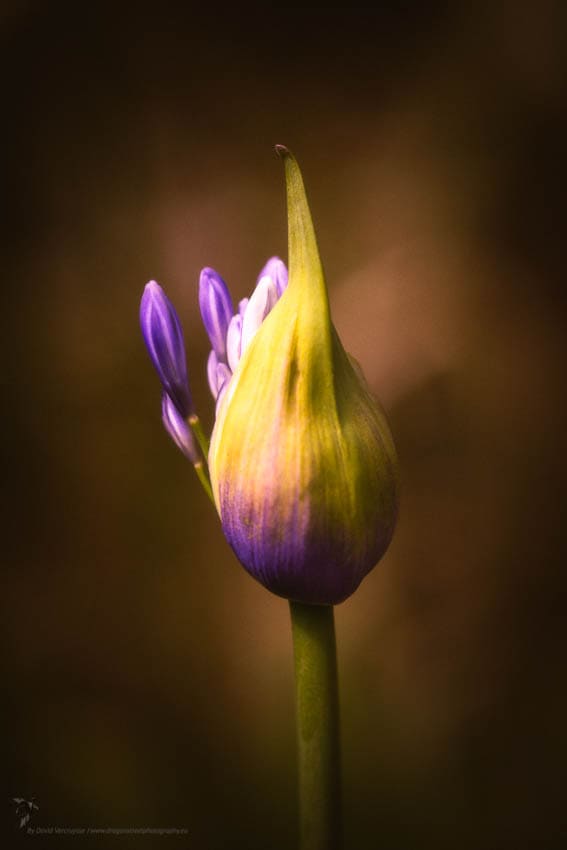 Agapanthus Umbellatus