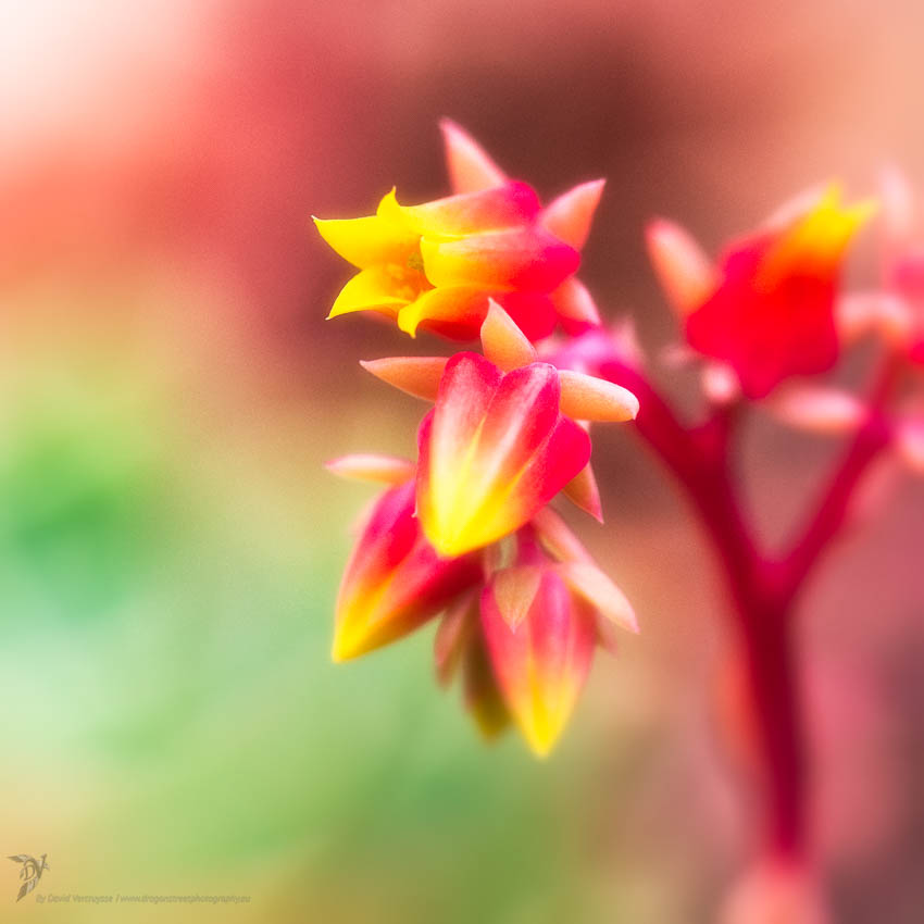 Echeveria secunda