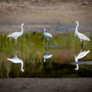 Animaux blancs - Aigrette Garzette