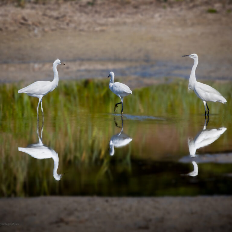 White animals - Little Egret