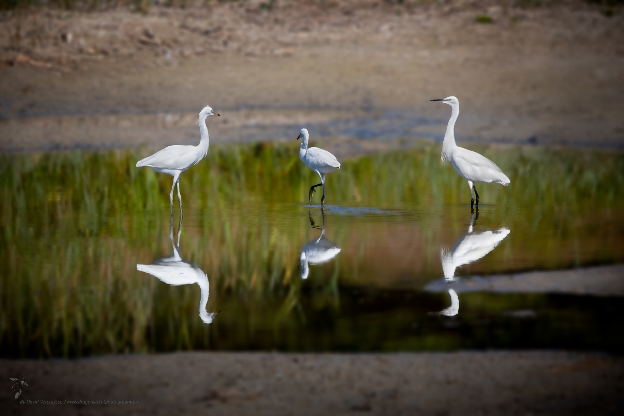 Animaux blancs - Aigrette Garzette