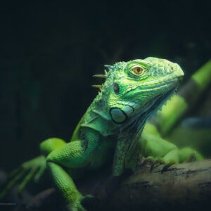 Common Iguana, Reptiles and Amphibians