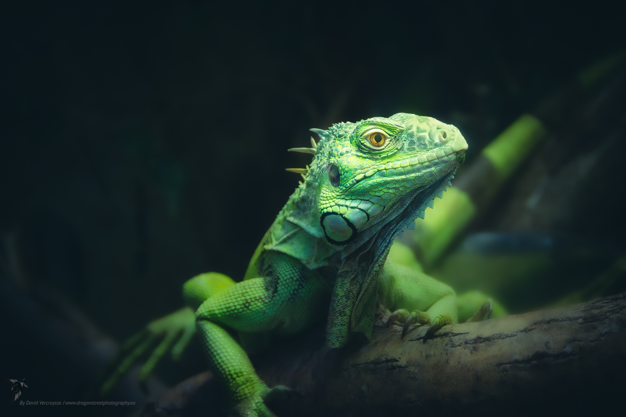 Common Iguana, Reptiles and Amphibians