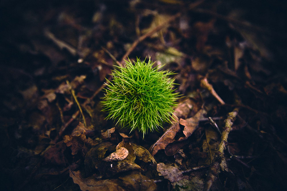 Les bogues en automne