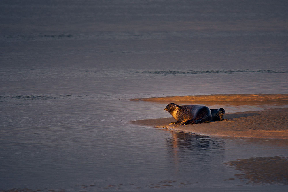 Seals, Pointe du Hourdel, Baie de Somme, France