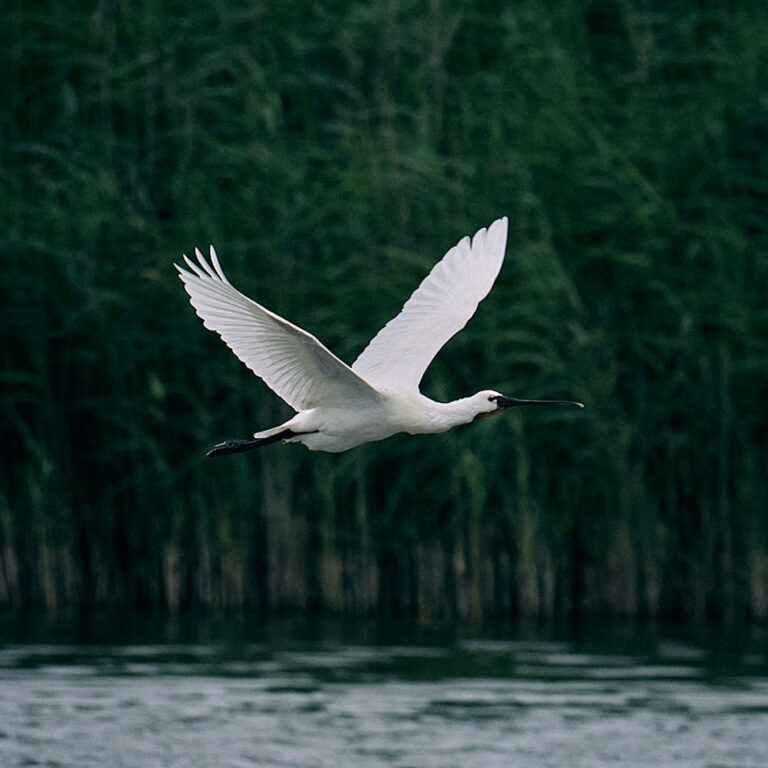 Photographe nomade - Spatule - Baie de Somme - France