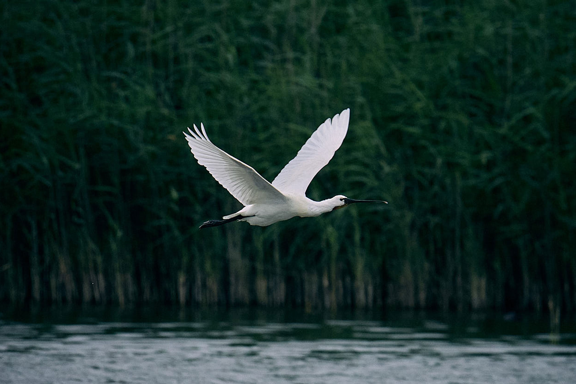 Photographe nomade - Spatule - Baie de Somme - France